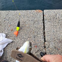 忍耐のカゴ釣り