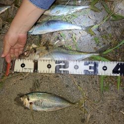 激アツサーフアジン