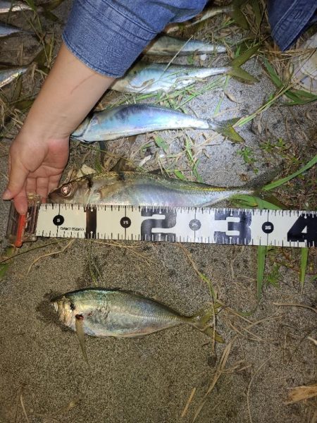 激アツサーフアジン