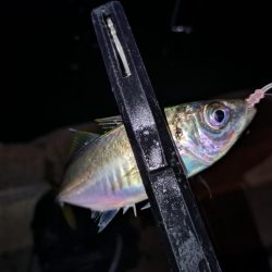 今夜も好調アジング