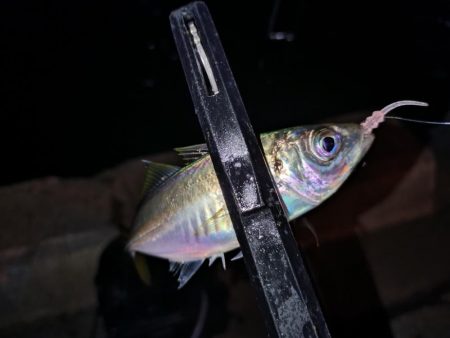 今夜も好調アジング