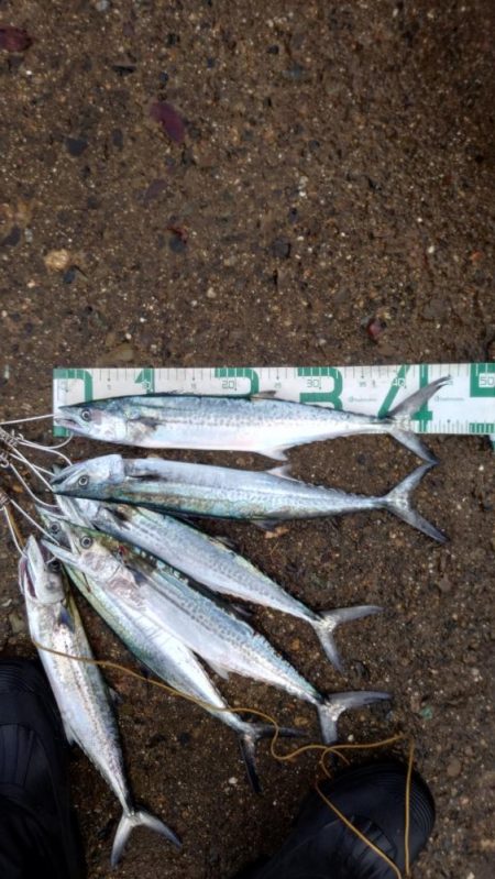 サゴシ、ツバス