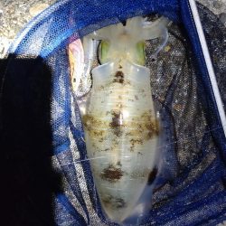 夕マズメになんとかアオリ