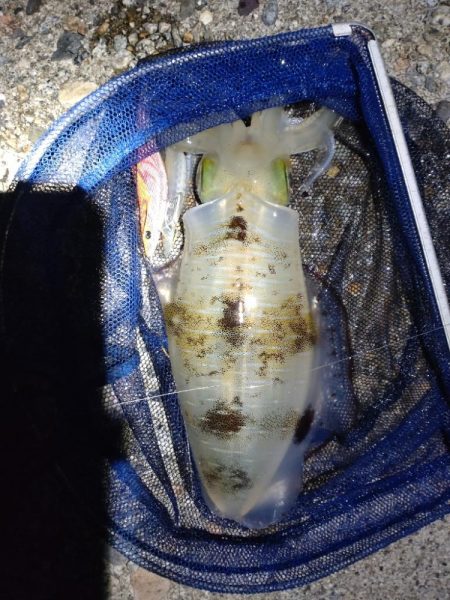 夕マズメになんとかアオリ