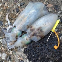 障泥烏賊2杯！胴20センチ！？