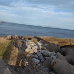 アオリイカ3杯!