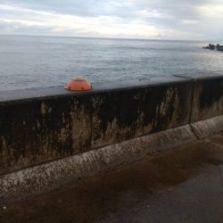 水橋でエギング！アオリ2杯