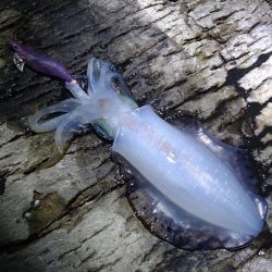 夜通しエギング