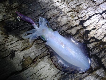 夜通しエギング