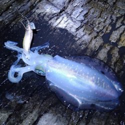 荒れ後のエギング