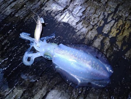 荒れ後のエギング