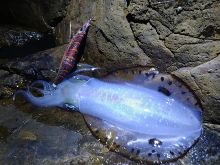 高活性エギング