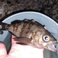 秋の夜長の五目釣り