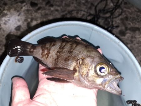 秋の夜長の五目釣り