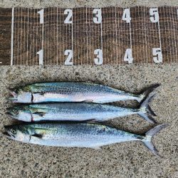 でかいの釣りたい(>_<)