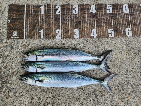 でかいの釣りたい(>_<)