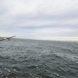 ゼブラカラー？