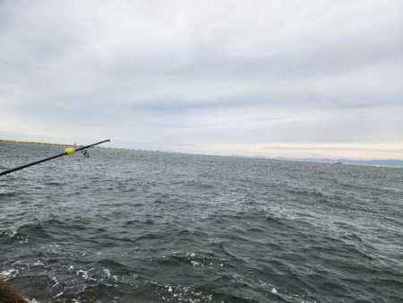 ゼブラカラー？