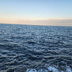 サゴシがポツポツ