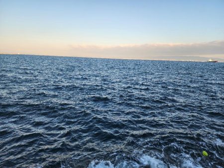 サゴシがポツポツ