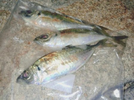 今秋初フロートアジング🎣