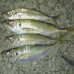 2日連続フロートアジング