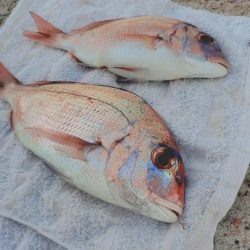 遠投カゴ釣り真鯛狙い🎣