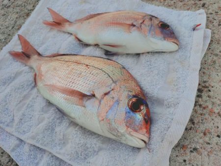 遠投カゴ釣り真鯛狙い🎣