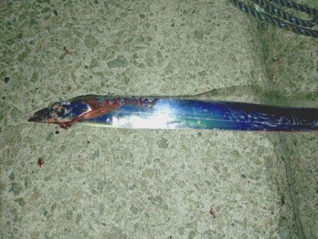 太刀魚サイズ調査