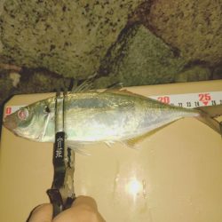 久しぶりのフロートアジング🎣