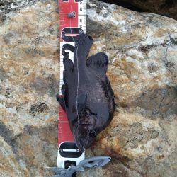 ハモ、グレ、ガシラ