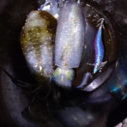 ティップラン苦戦！