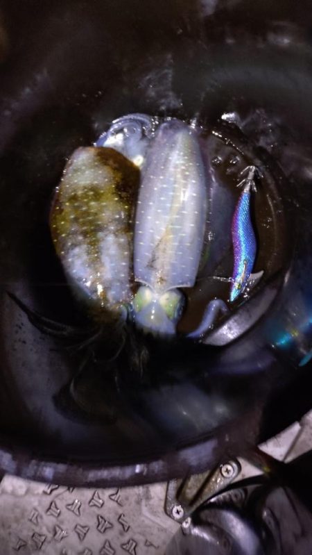 ティップラン苦戦！