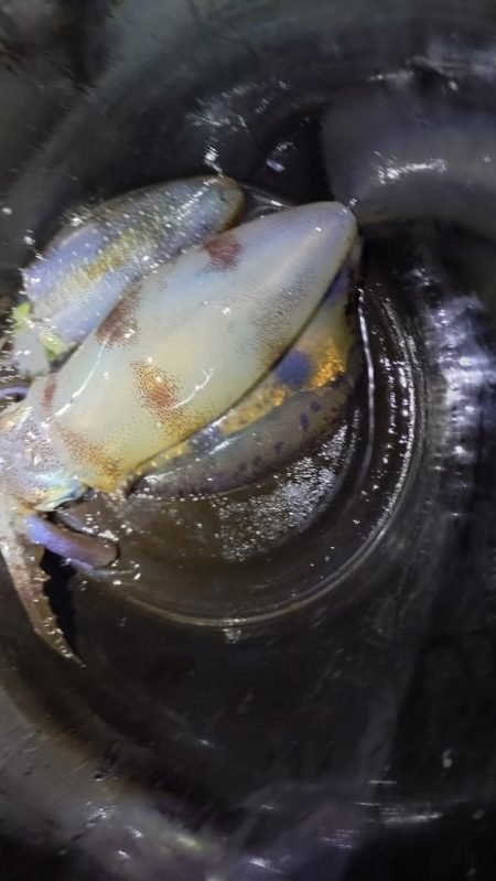 秋の深まりティップラン