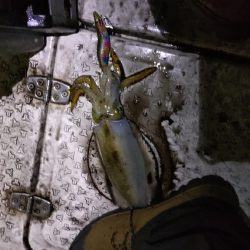 サイズアップティップラン