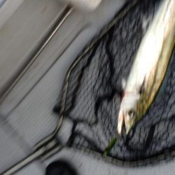 今季2度目のライトジギング