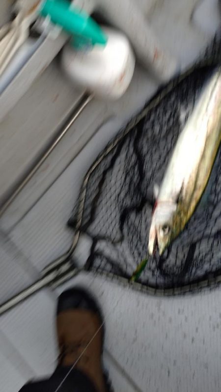 今季2度目のライトジギング