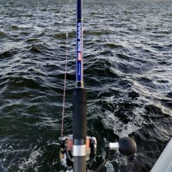 今シーズン陸っぱり初サゴシ