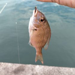 いろんな釣り方で五目釣り