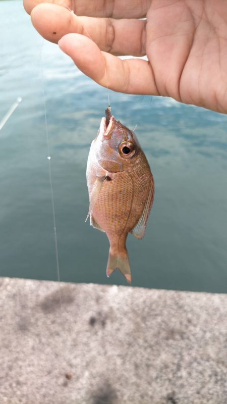いろんな釣り方で五目釣り