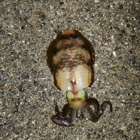 秋イカ狙い