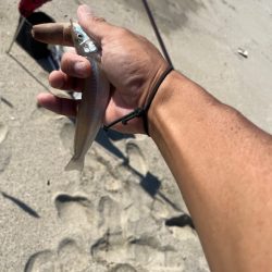 今日も唐津の浜で投げてみました