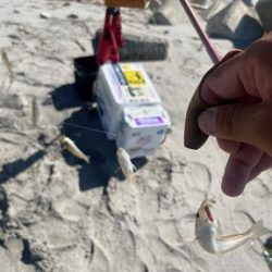 吹上浜で久しぶりに投げ釣りしました