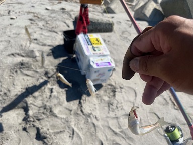 吹上浜で久しぶりに投げ釣りしました