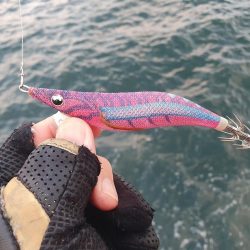 久しぶりに秋イカゲット