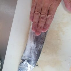 夜釣りで太刀魚