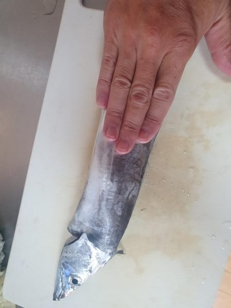 夜釣りで太刀魚