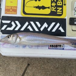 大会の下見で釣ってみました