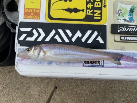 大会の下見で釣ってみました