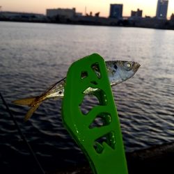 秋の風物詩　さより